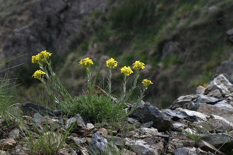 Alyssoides utriculata